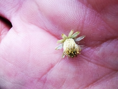 Schistocarpha eupatorioides