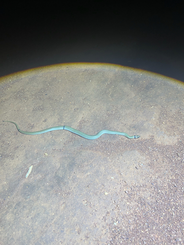Ringed Brown Snake sighting