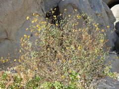 Bahiopsis triangularis