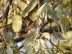 Grantiella picta