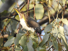 Grantiella picta