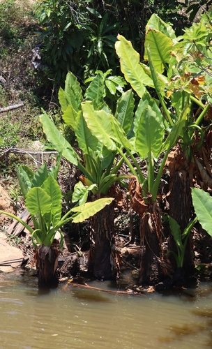Typhonodorum lindleyanum, photograph 2