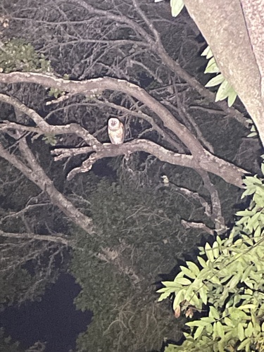 View observation of {o.common_name} on iNaturalist