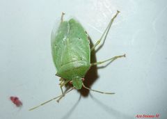 Chlorocoris rufopictus