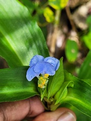 Spotted dayflower (Commelina maculata)