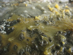 Timea aurantiaca