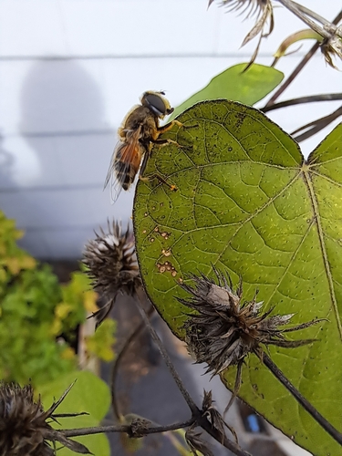 Unknown species found near East Providence, RI 02915, USA