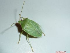 Chlorocoris rufopictus