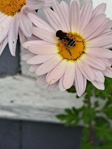 Unknown species found near East Providence, RI 02915, USA