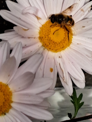 Unknown species found near East Providence, RI 02915, USA