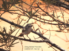 Acanthiza robustirostris