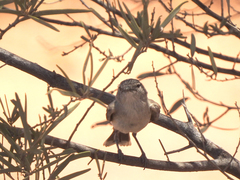 Acanthiza robustirostris