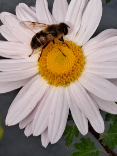 Unknown species found near East Providence, RI 02915, USA
