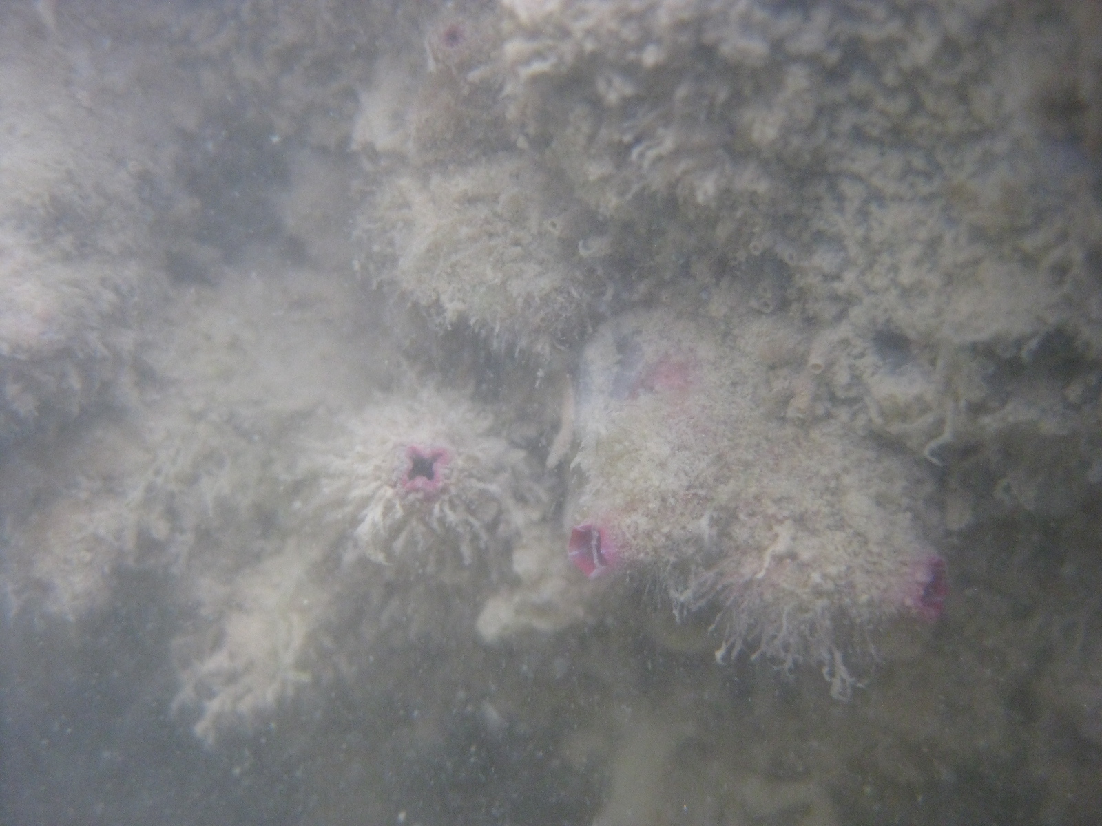 Asterocarpa humilis (Heller, 1878)