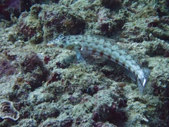 Parapercis clathrata