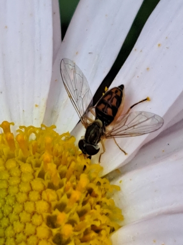Unknown species found near East Providence, RI 02915, USA
