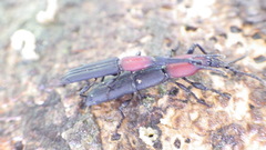 Trachelizini