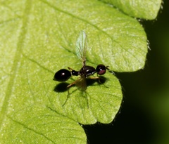 Dicranosepsis