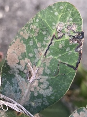 Cephaleuros