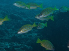 Lutjanus bengalensis