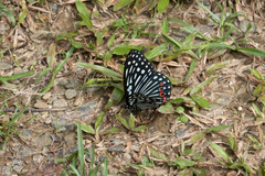 Hestina assimilis formosana