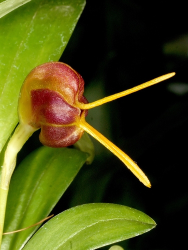 Masdevallia encephala