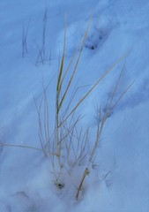 Muhlenbergia filiformis