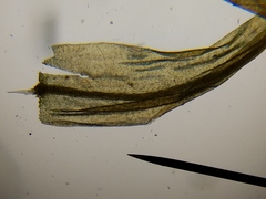 Scorpidium revolvens