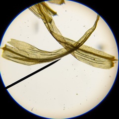 Scorpidium revolvens