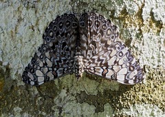 Hamadryas feronia farinulenta