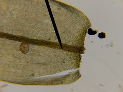 Scorpidium revolvens