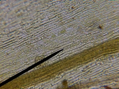 Scorpidium revolvens