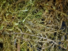 Scorpidium revolvens