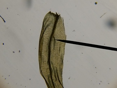 Scorpidium revolvens