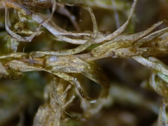 Scorpidium revolvens