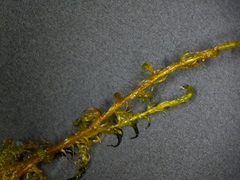 Scorpidium revolvens