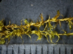 Scorpidium revolvens