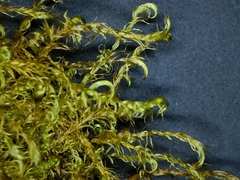 Scorpidium revolvens