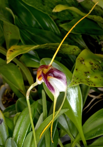Masdevallia schroederiana