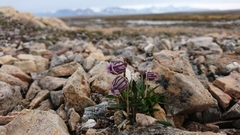 Silene uralensis