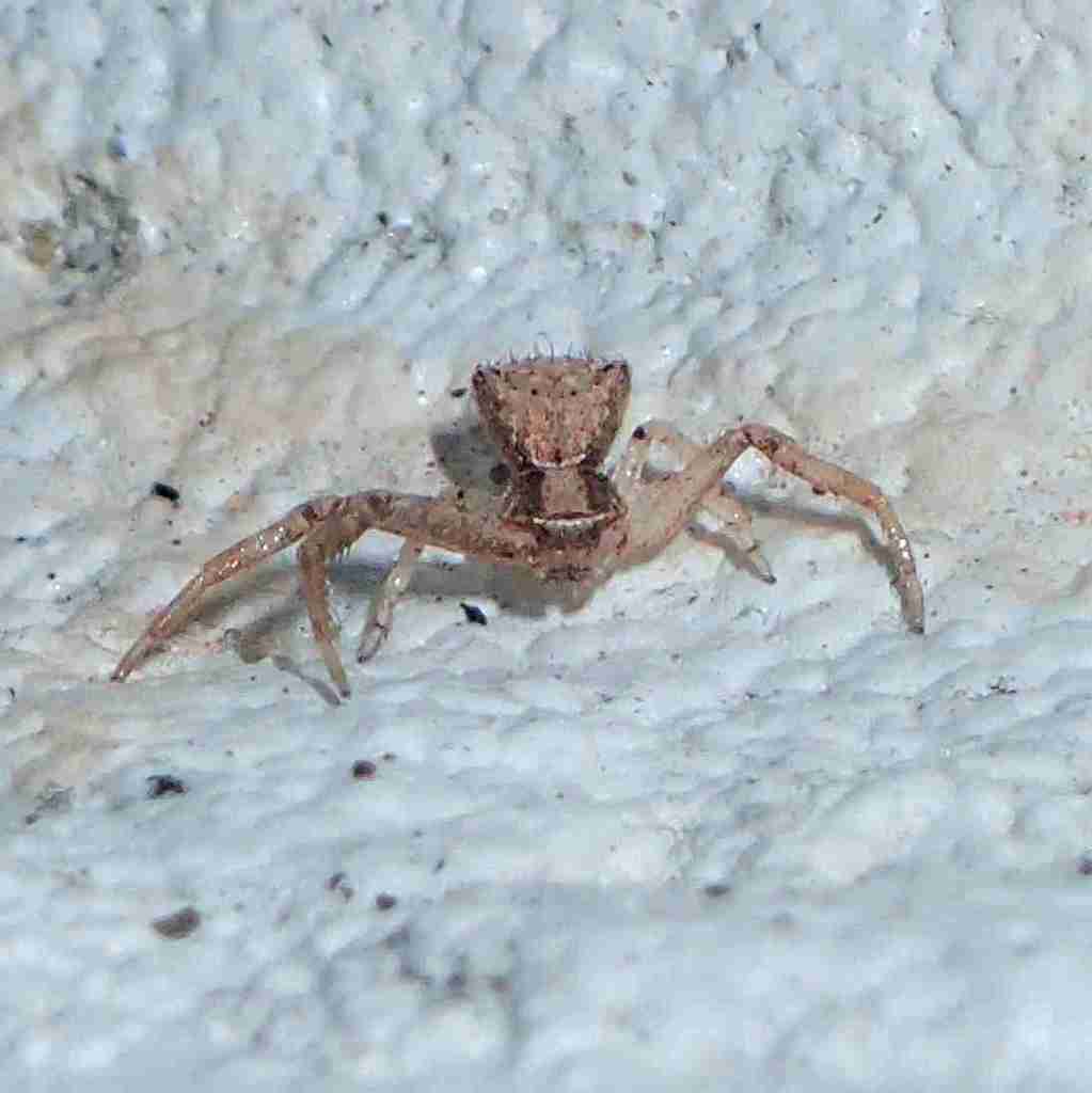 Ebrechtella ornatissima
