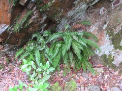 Polystichum imbricans