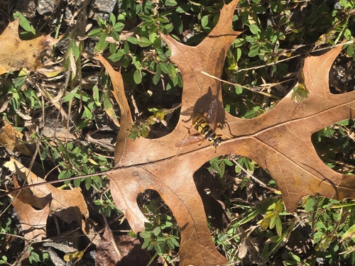 Unknown species found near Warrenton, VA 20186, USA