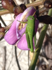 Schistocerca serialis cubense