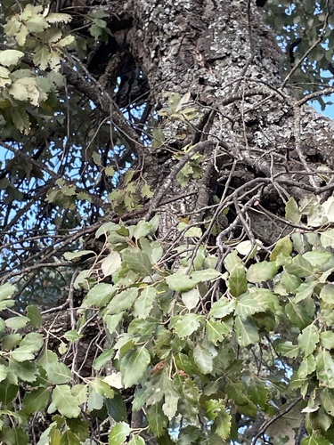 Avistamiento Alcornoque (Sierra Aroche)