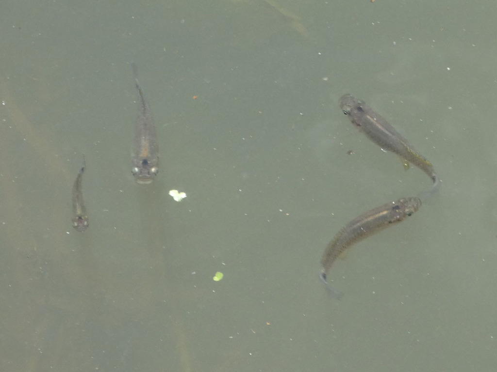 Barred Killifish