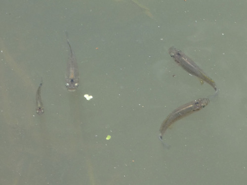 Barred Killifish