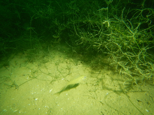 Lepomis gibbosus