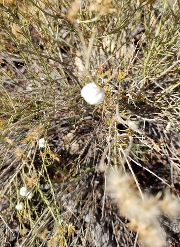 Unknown species found near Grand Canyon Village, AZ 86023, USA
