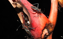 Leptoscelis tricolor